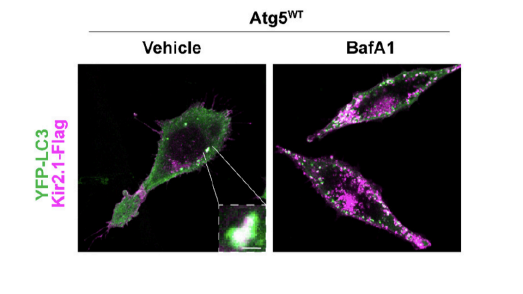 Images of nerve receptors