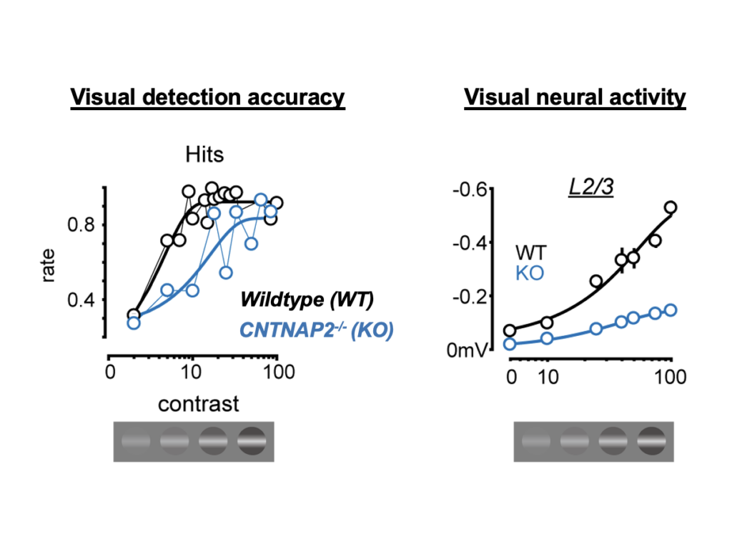Image of two graphs