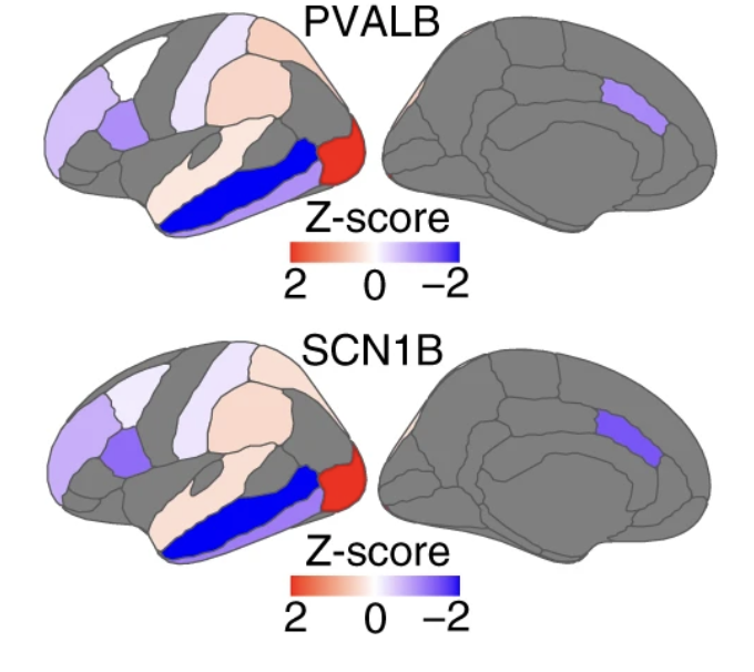 Brain maps showing PVLAB and SCN1B gene expression with colored regions representing Z-scores from red (high, 2) to blue (low, -2); right images gray with highlighted regions.