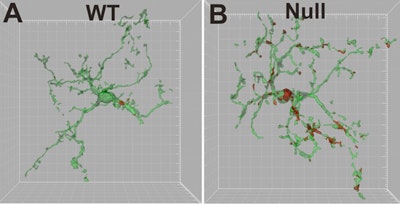 Side-by-side 3D renderings of neuron structures: Panel A (WT) shows a more intricate network, while Panel B (Null) displays a less complex, sparser network. Both models use green and red to highlight structures.