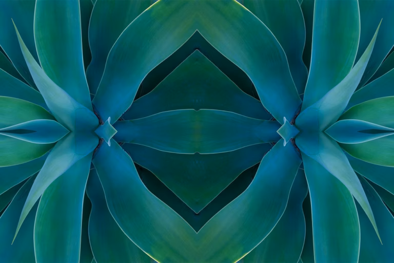 Close-up of green and blue succulent leaves arranged in a symmetrical, kaleidoscopic pattern, creating a mirrored and abstract geometric design.