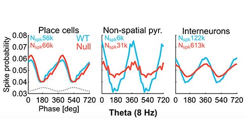 Three line graphs compare spike probability vs. theta phase for place cells, non-spatial pyramidal cells, and interneurons, showing data for WT (blue) and Null (red) groups. Spike counts are noted in each graph.