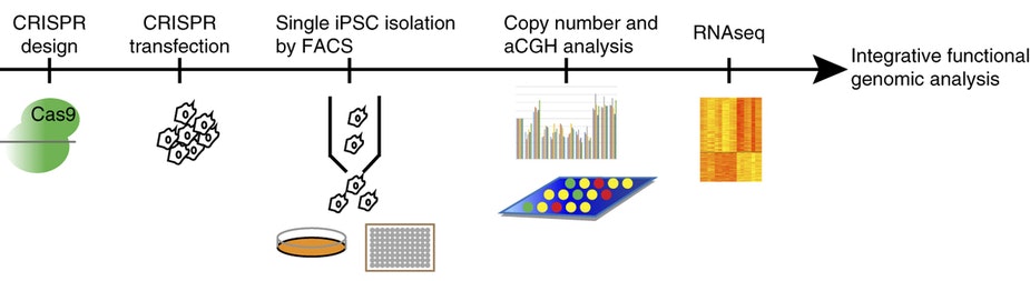 Timeline showing steps: CRISPR design, transfection, iPSC isolation by FACS, copy number and aCGH analysis, RNAseq, leading to integrative functional genomic analysis. Icons represent each step.
