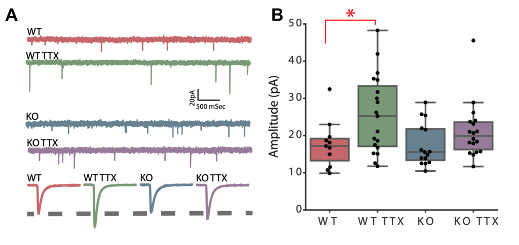 Panel A: Traces of electrical currents in WT and KO cells, with and without TTX. Panel B: Box plots of amplitude measurements, showing a significant increase in WT TTX compared to WT.