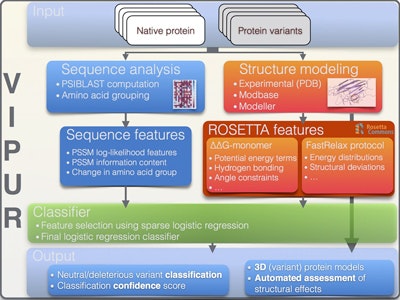 Flowchart showing VIPUR protein analysis: input (native/variant proteins), sequence analysis/modeling, sequence/ROSETTA features, classifier, and output (classification, confidence score, 3D models).