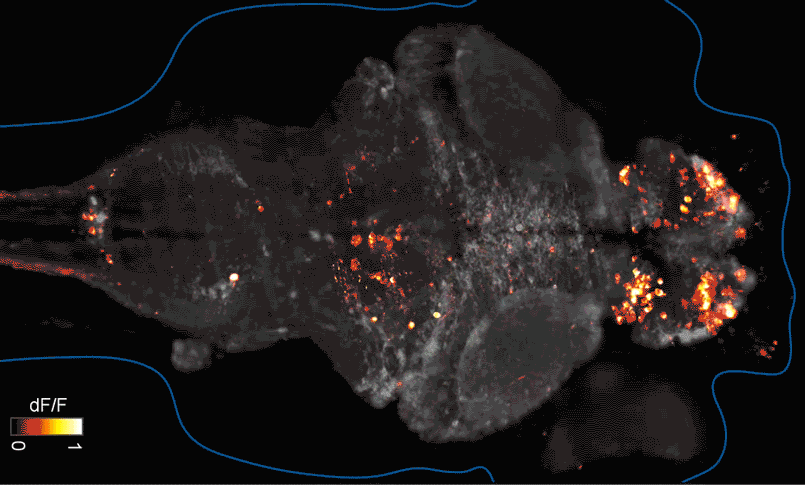 Fluorescent brain scan showing scattered orange and yellow activity in specific regions, with a color scale bar (dF/F) from black to yellow, and faint blue outline tracing the head and body shape.