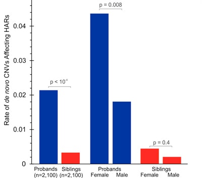 Bar graph showing higher rates of de novo CNVs affecting HARs in probands than siblings, especially in males. P-values indicate significance: p < 10⁻⁴, p = 0.008, and p = 0.4 for each category comparison.