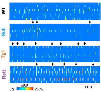 Four horizontal heatmap strips labeled WT, Null, Tg1, and Rett show neural activity over 60 seconds, with color-coded intensity from blue (low) to red (high). Black arrows highlight specific events along each strip.
