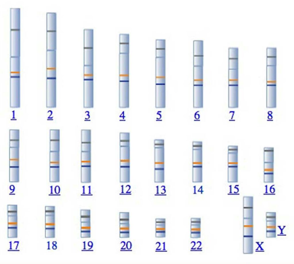 Diagram of human chromosomes 1-22 and X/Y sex chromosomes, each shown as vertical bars with colored bands representing regions. Chromosomes are labeled underneath in blue numerals and letters.