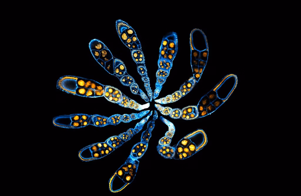 A microscopic close-up of ten glowing blue and yellow fungal spore sacs radiating outward against a black background, forming a symmetrical, flower-like pattern.