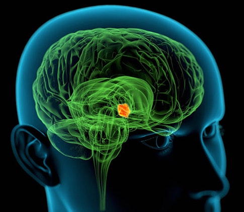 A digital illustration of a human head with a transparent skull, showing a green brain and a highlighted orange area near the brains center.