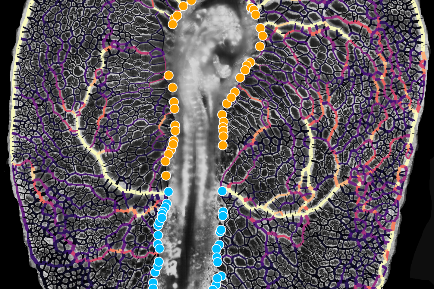 Neuro Study Computational Biology: Research Teams - Simons Foundation