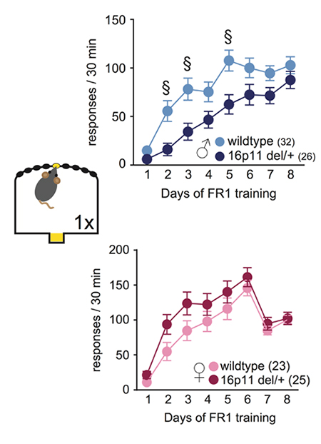 Two line graphs show mouse responses over 8 days of FR1 training. Wildtype and 16p11 del/+ groups are compared. Males are shown in blue hues (top), females in pink (bottom). An illustration of a mouse in a chamber appears on the left.