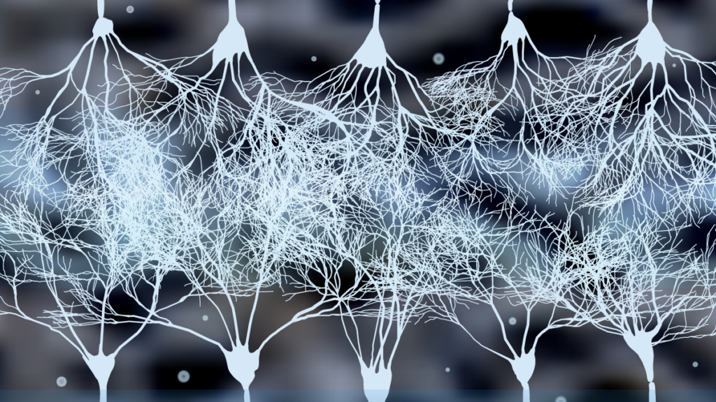 Image of nerve cell connections