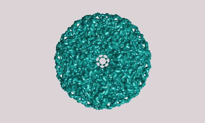 A 3D-rendered, teal-colored, roughly circular structure with a bumpy texture and a small central hole, displayed on a light gray background.