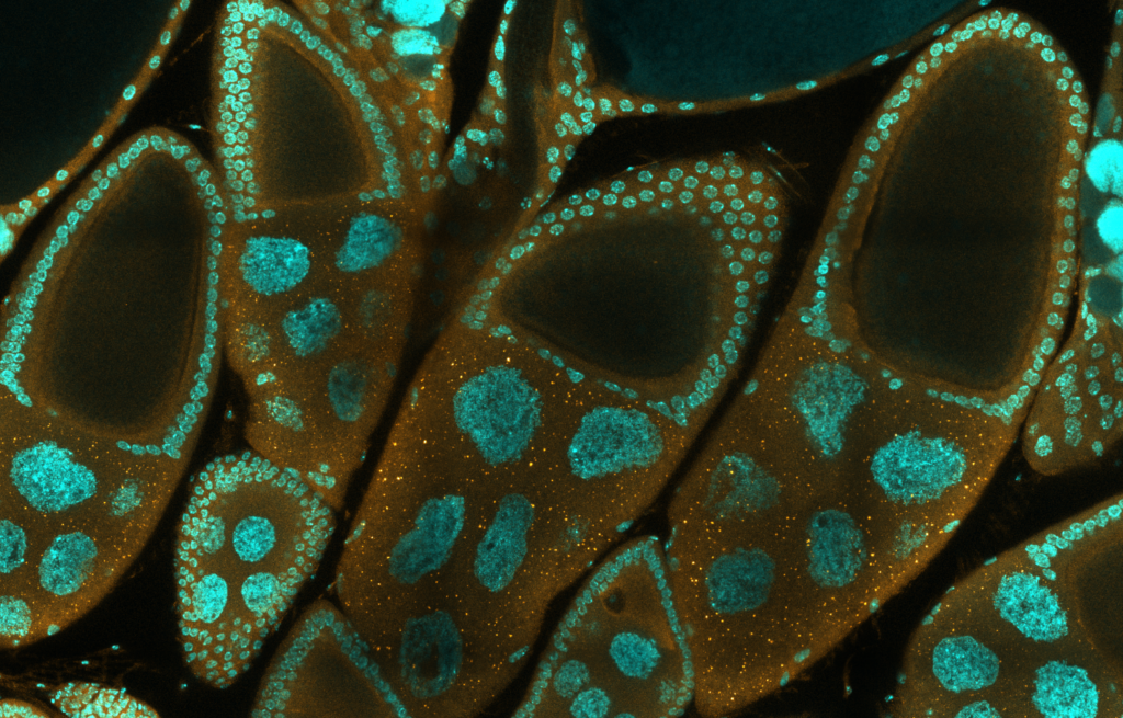 Image of Ovarioles produce eggs within the ovary in Drosophila