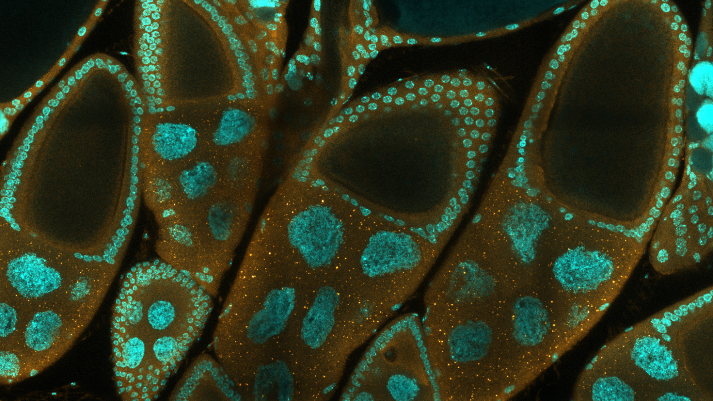 Image of Ovarioles produce eggs within the ovary in Drosophila