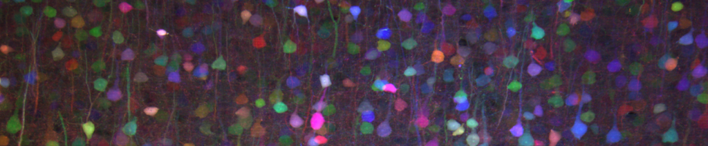 Colorful, blurred dots and streaks form a vibrant, abstract pattern, resembling a field of glowing cells or lights in various shades of red, blue, green, and purple set against a dark background.