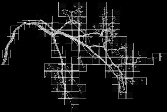 A branching tree lies horizontally on a black background, overlaid with a grid of transparent squares highlighting different sections of the branches.