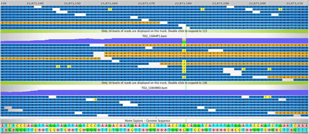 Screenshot of a genomic data browser showing colored bars, representing read alignments, above a reference DNA sequence. Yellow, green, and blue blocks indicate base matches and mismatches aligned to the Homo sapiens genome.