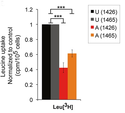 Bar graph showing leucine uptake for four groups. Two bars (black, gray) have higher uptake (~1.0), while two (red, orange) are lower (~0.5-0.6). Asterisks (***) indicate significant differences. Error bars visible.
