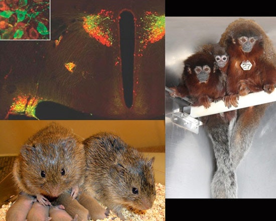 A collage with brain cells glowing red and green, two furry rodents sitting together, and three brown monkeys with white faces and long tails holding onto a white perch in a lab setting.