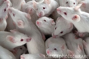 A group of white laboratory mice with pink eyes are crowded together, viewed from above. The mice have clean fur and are closely packed in a small space.
