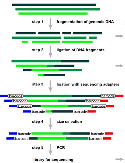 Diagram showing five steps of DNA sequencing: DNA fragmentation, ligation, addition of adapters with barcodes, size selection, and PCR, resulting in a color-coded library ready for sequencing.