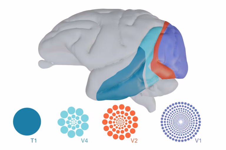 Side view of a brain with regions V1, V2, and V4 highlighted in blue, red, and teal, plus matching colored circular patterns and labels T1, V4, V2, V1 shown below the brain.