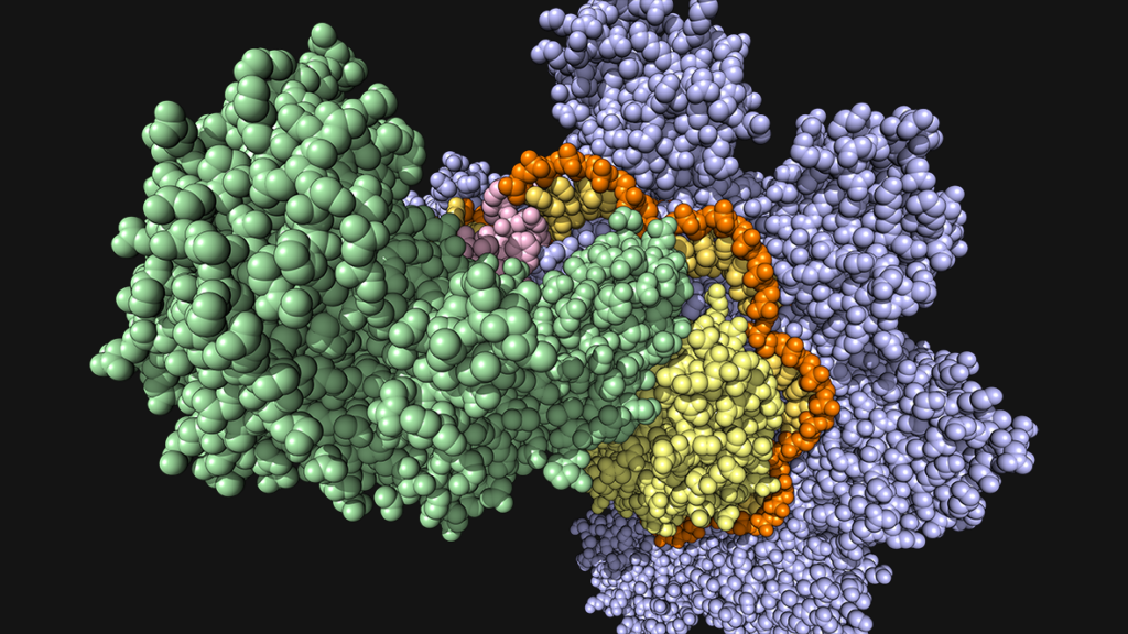 A colorful molecular model showing various protein subunits in green, yellow, orange, purple, and pink, clustered together against a black background.