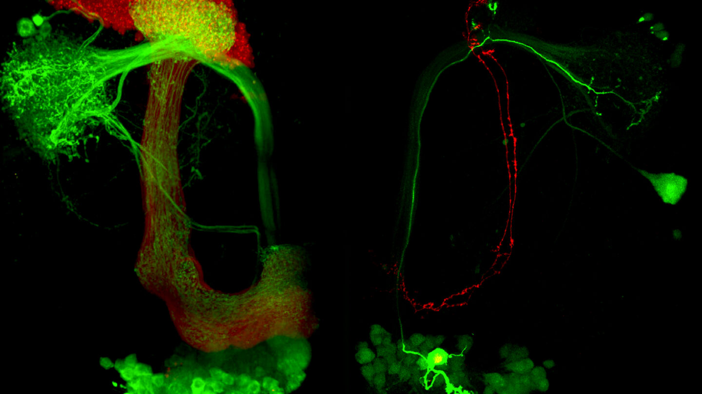 The representation of internal state in the fly brain