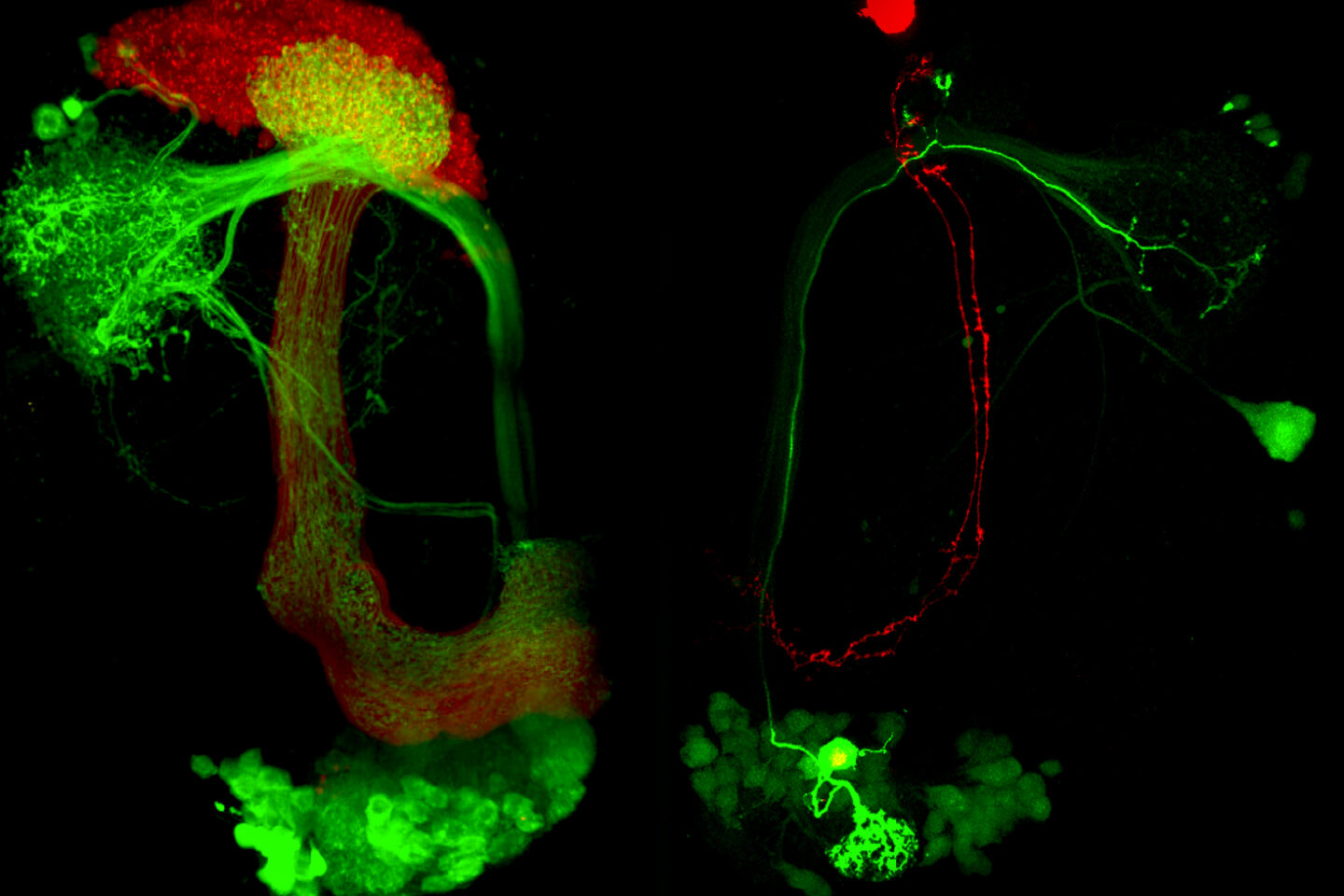 The representation of internal state in the fly brain