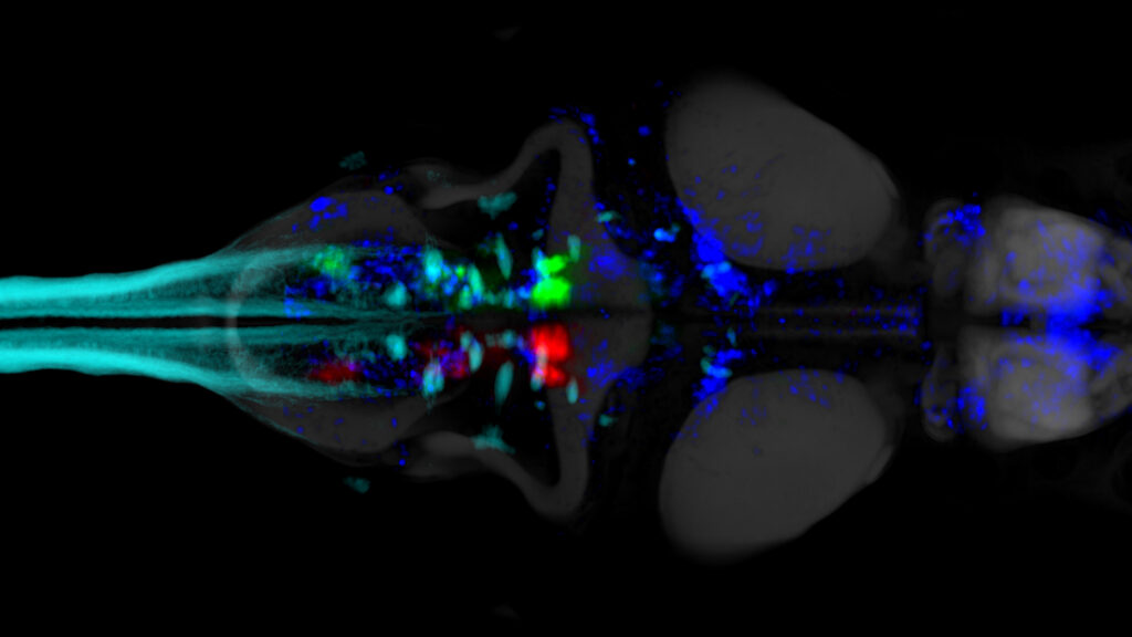 Zebrafish brain activity scan