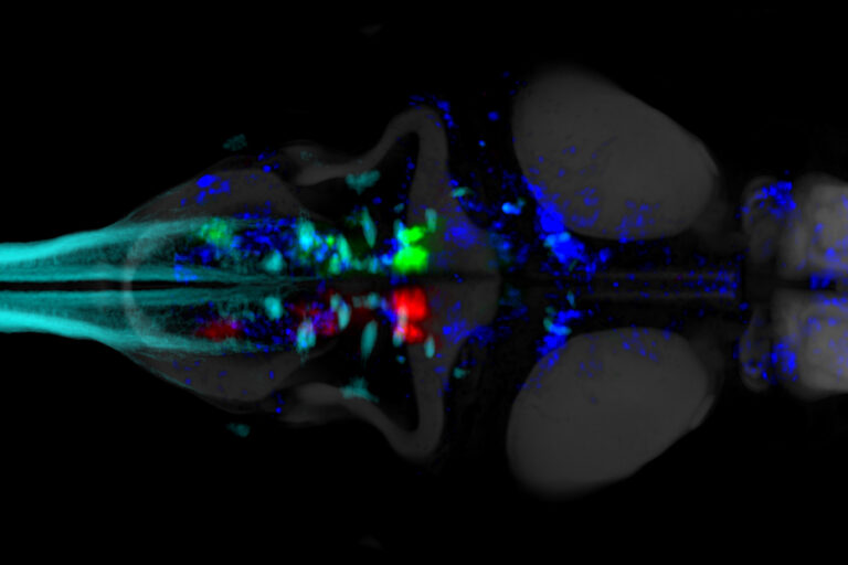 Zebrafish brain activity scan