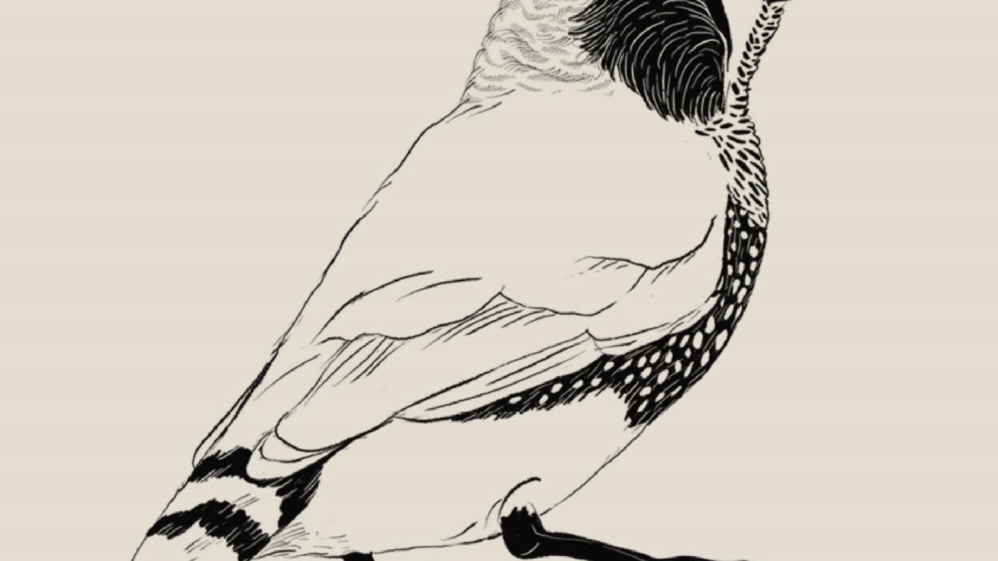 Ink drawing of a Zebra finch (Taeniopygia guttata)