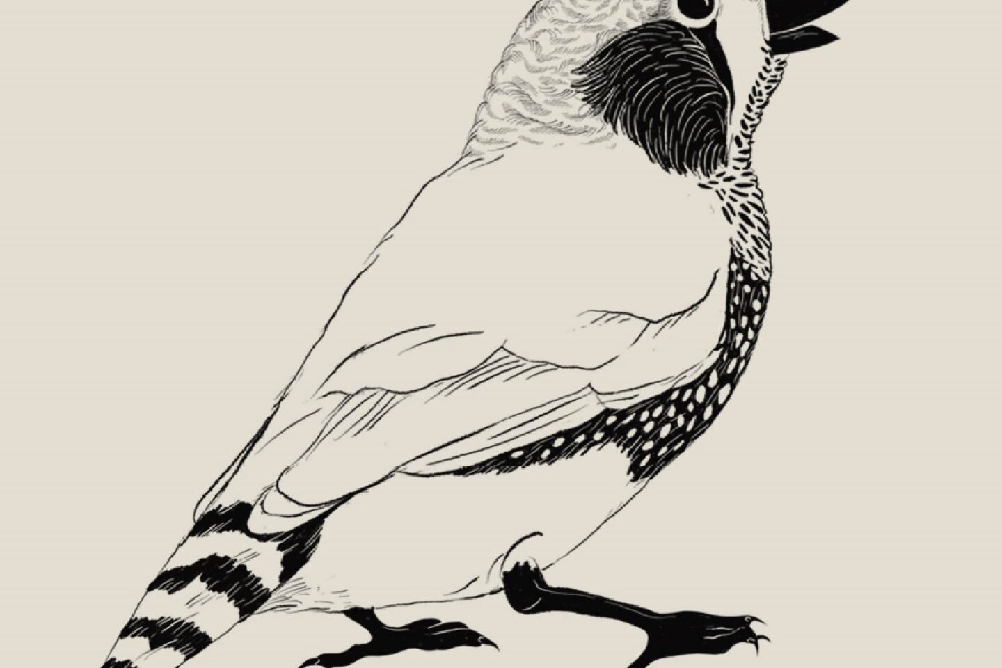 Ink drawing of a Zebra finch (Taeniopygia guttata)