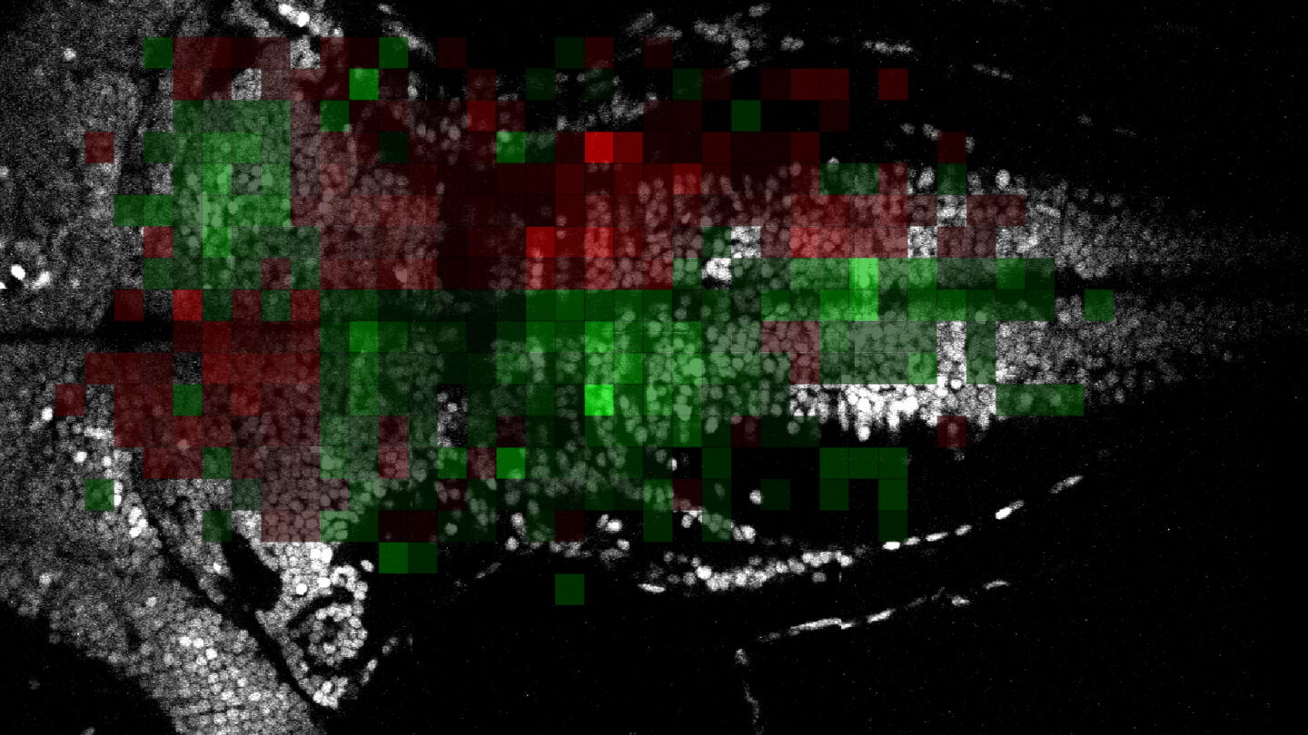 Fish brain scan with red and green pixels on top