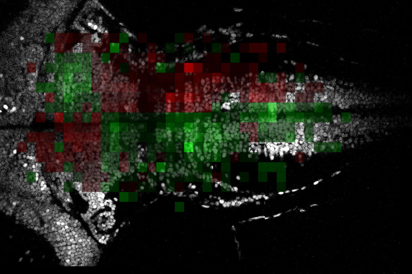 Fish brain scan with red and green pixels on top