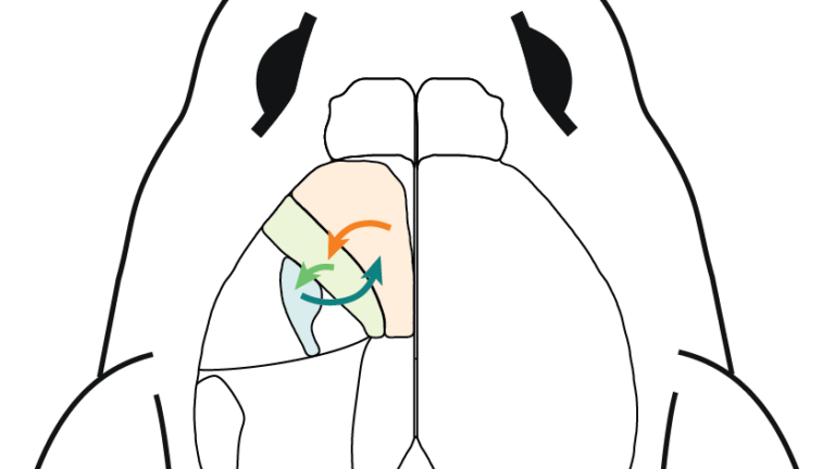 diagram of mouse brain