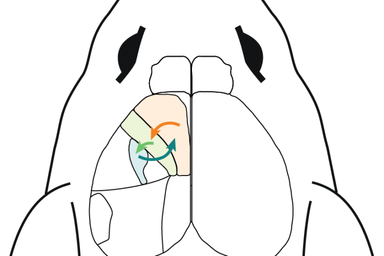 diagram of mouse brain