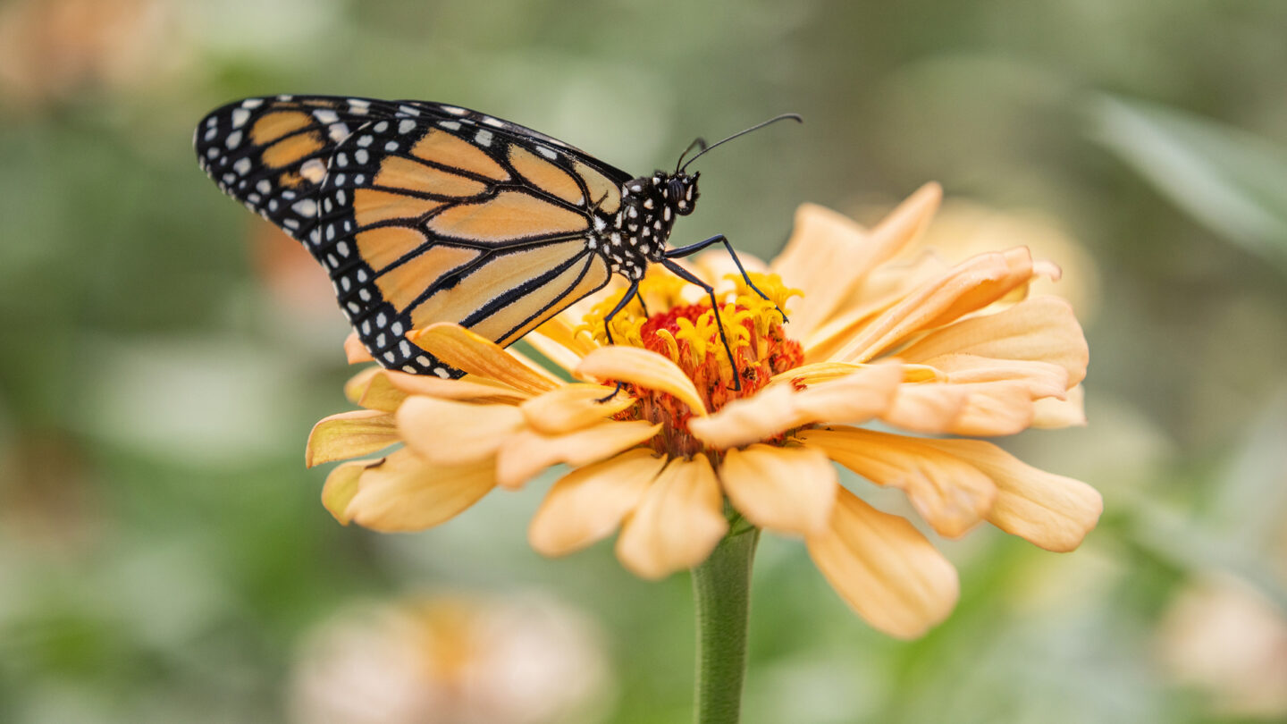 A photo of a monarch butterfly.