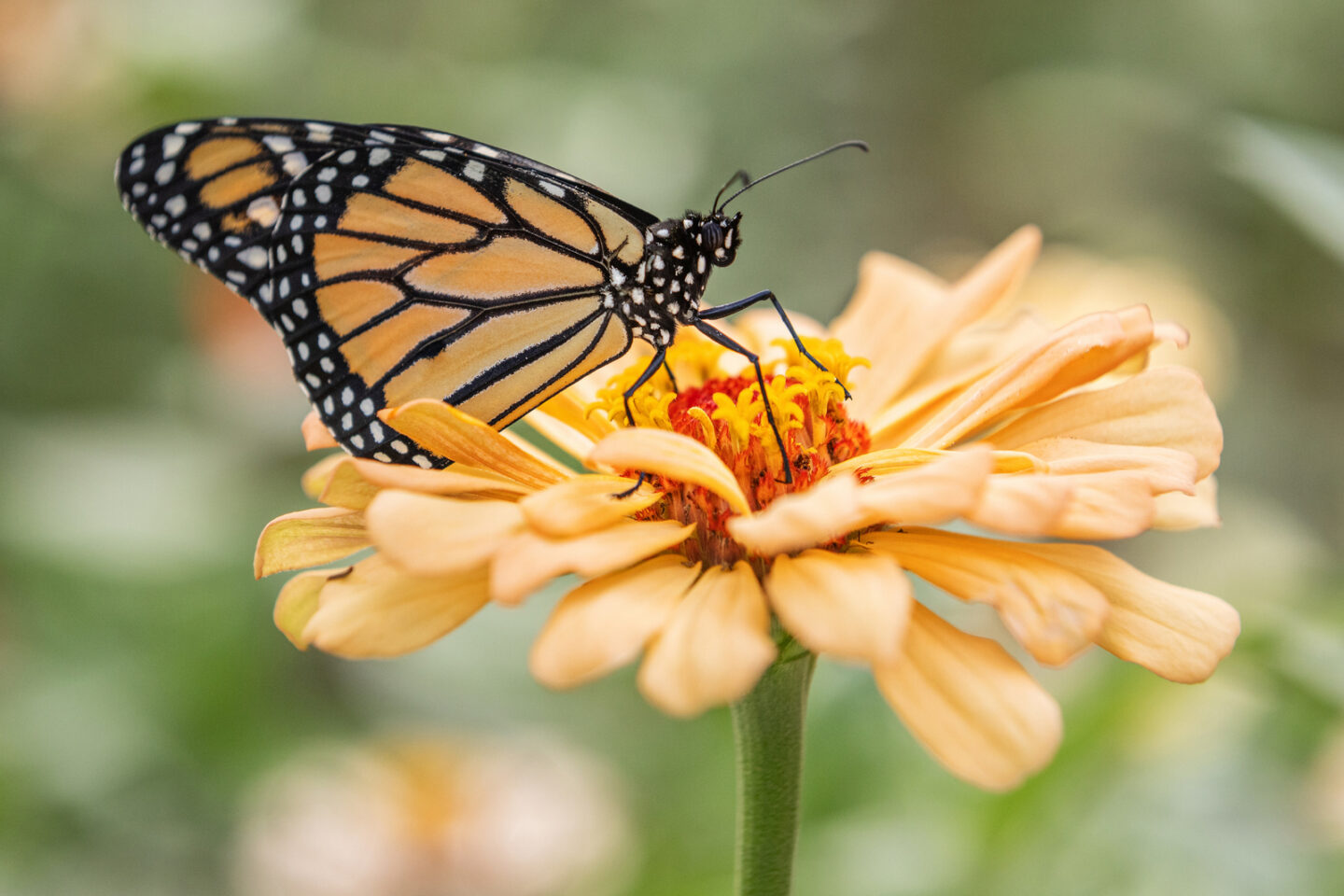 A photo of a monarch butterfly.
