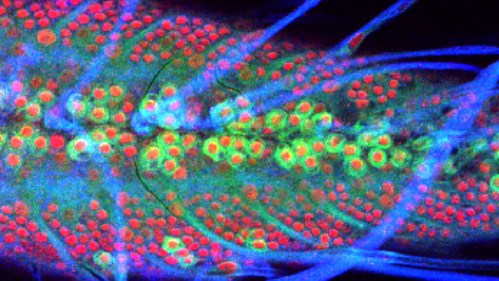 Fluorescent microscope image showing round red and green cells aligned in rows with blue structures surrounding them, likely depicting biological tissue or cells.