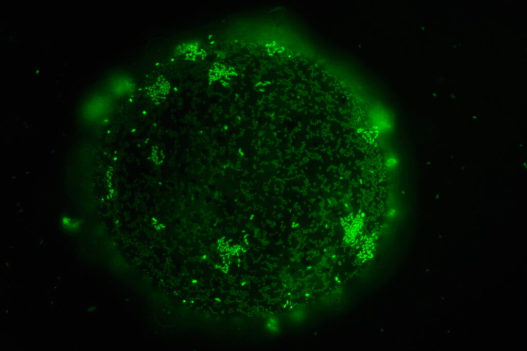 A glowing green sphere with scattered bright spots, viewed against a black background, resembles a microscopic image of cells or a biological sample under fluorescence.