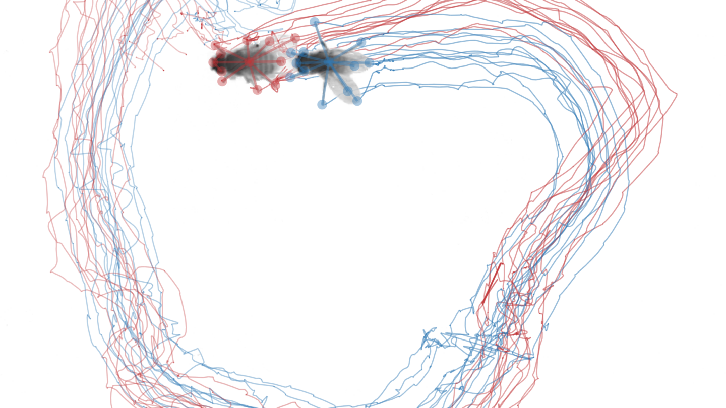 Drosophila trails in a circle