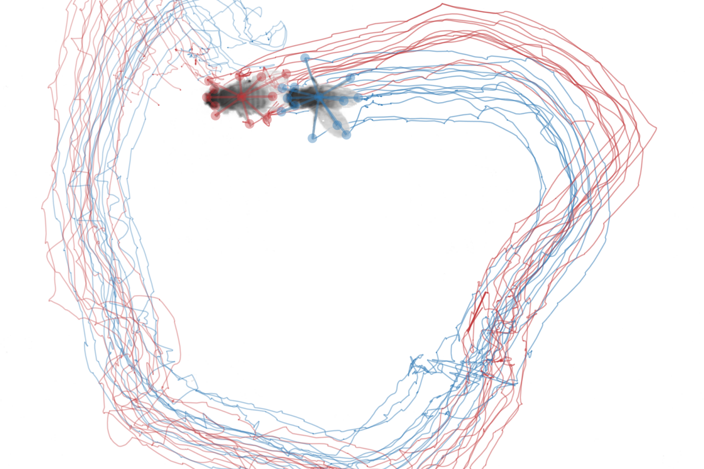 Drosophila trails in a circle
