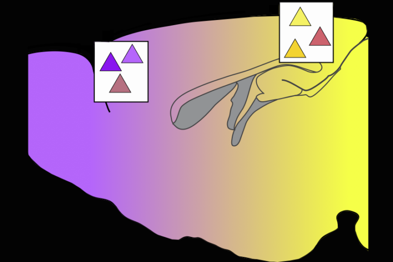 Purple to yellow gradient with triangles in white boxes