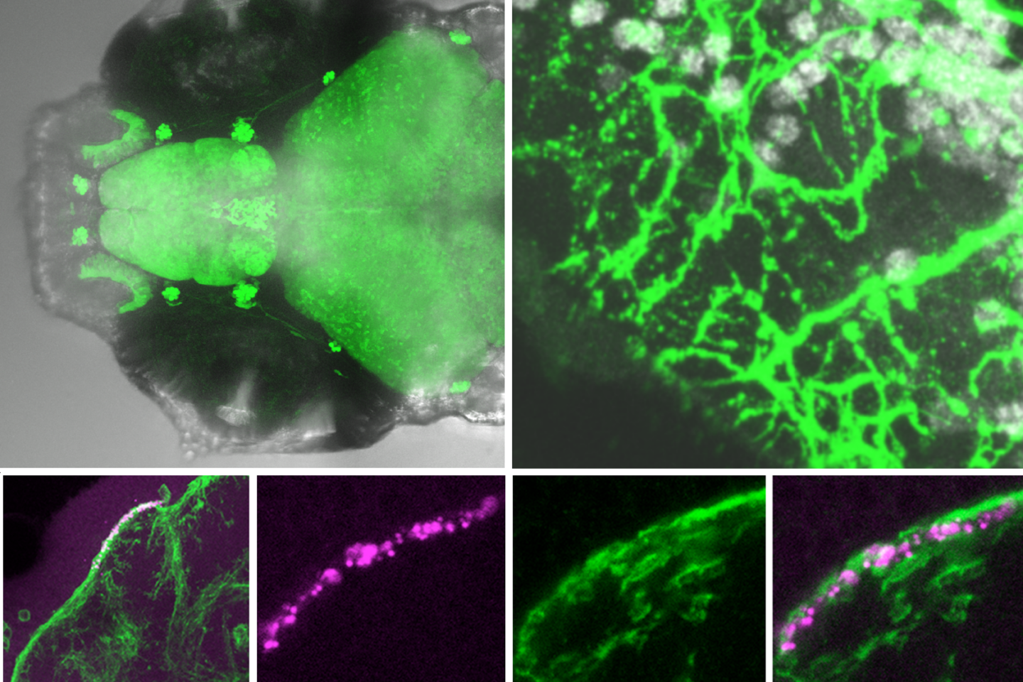 A collage of microscope images showing fluorescent green and magenta neuron structures in a zebrafish brain, highlighting neural networks and synapses in various close-up and wide views.