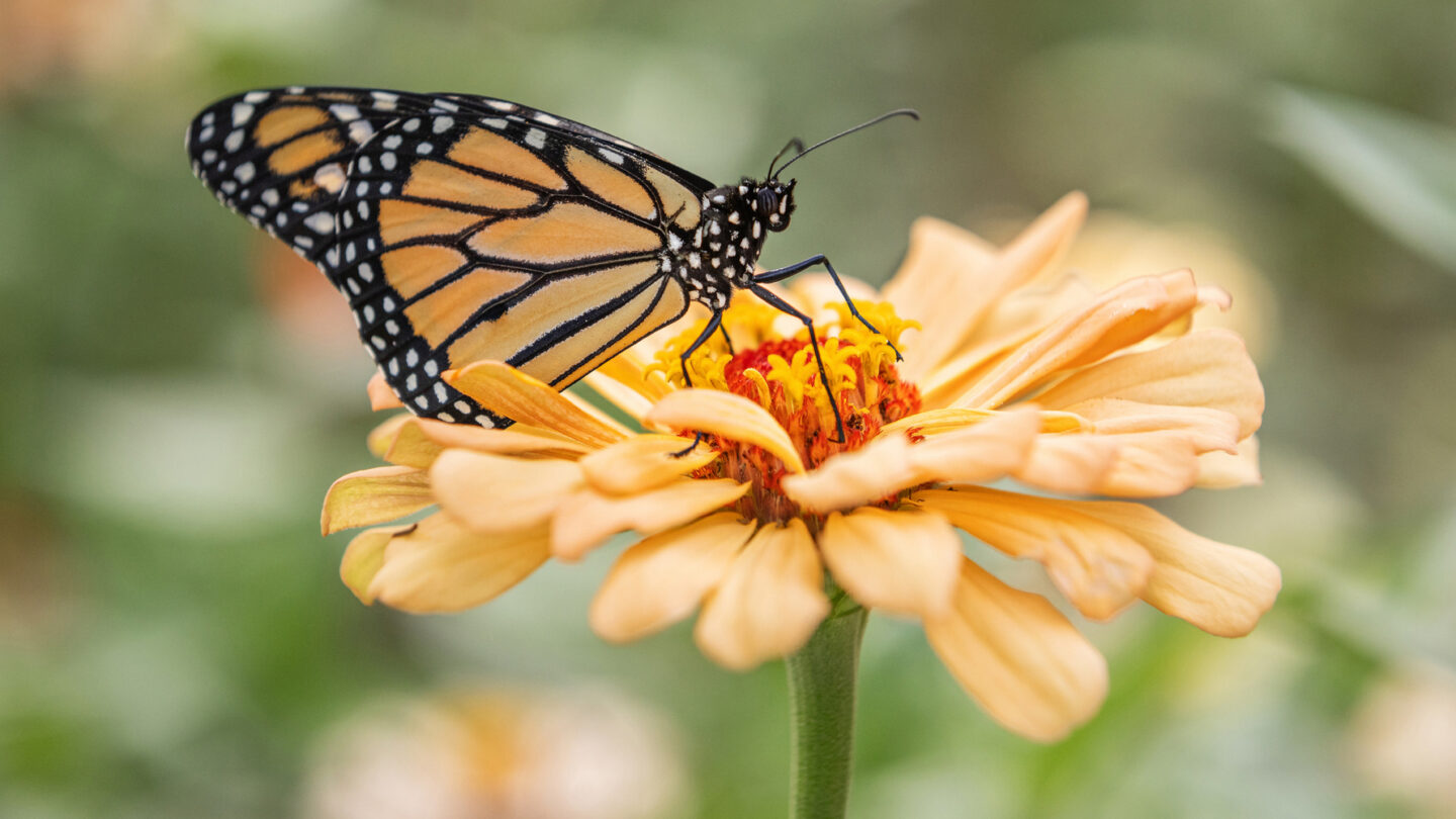A photo of a monarch butterfly.