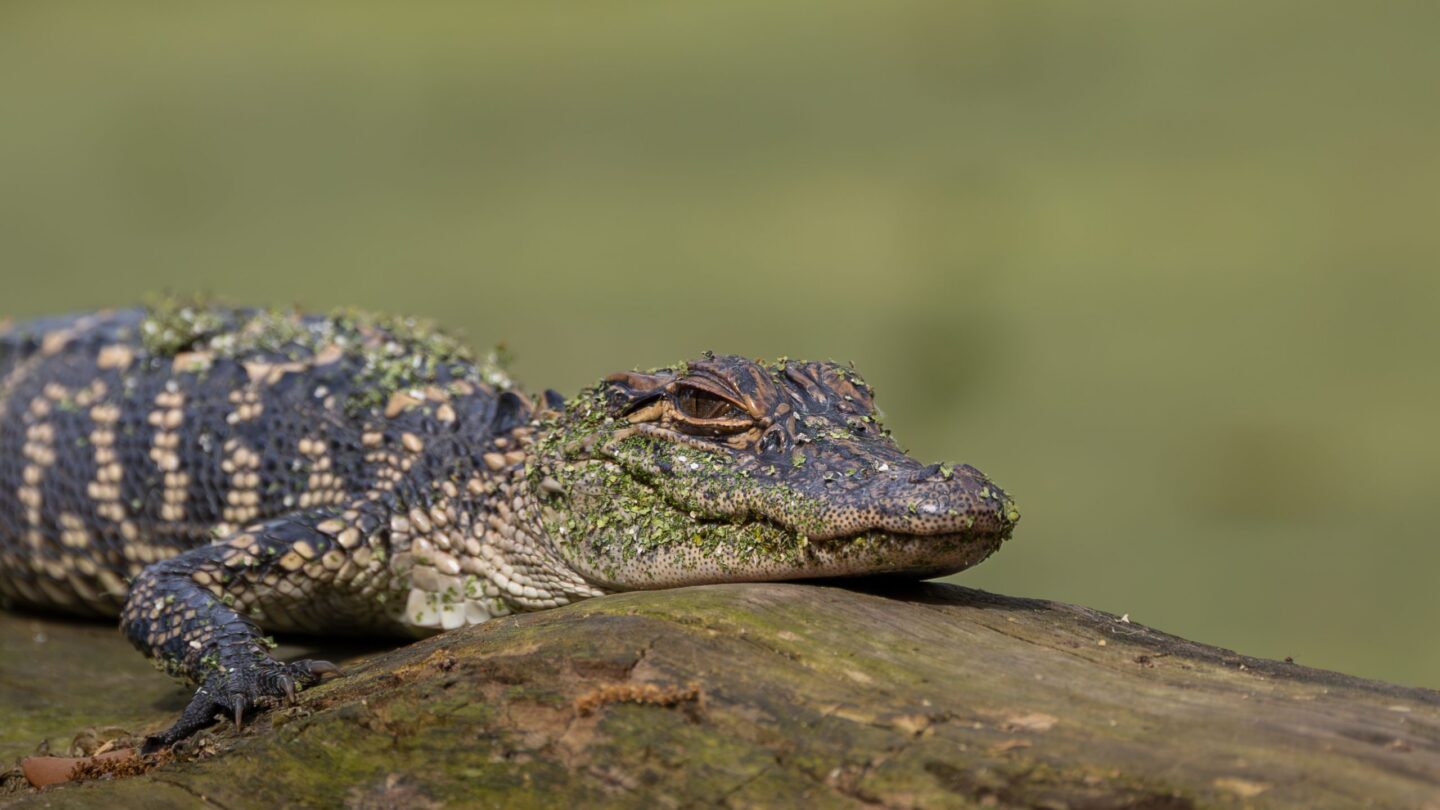 A young alligator covered in bits of green vegetation rests on a log, with a blurred green background.